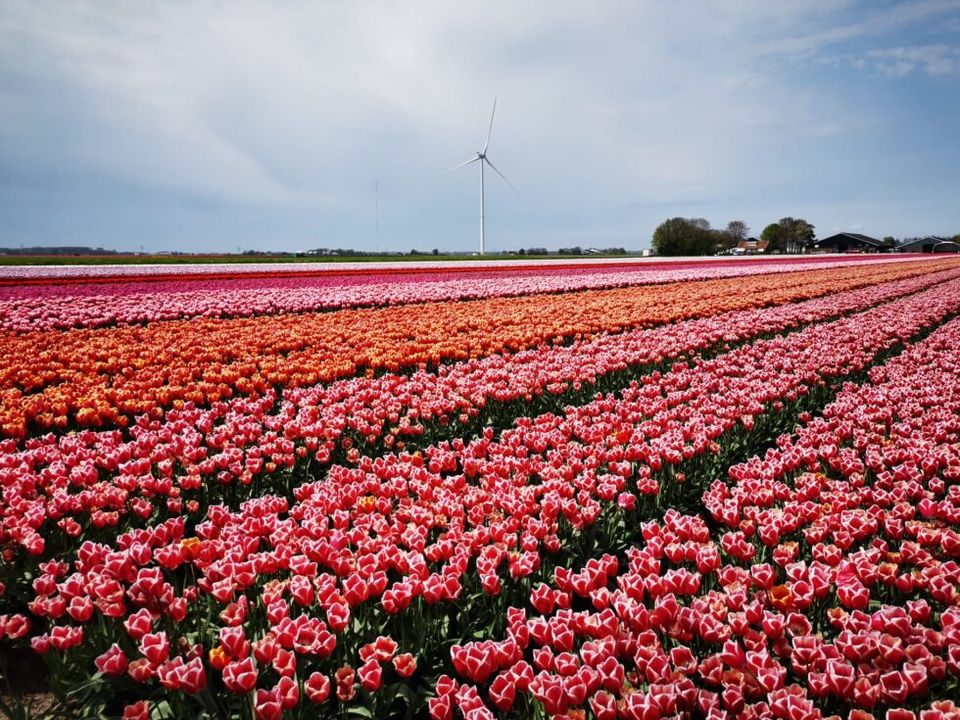 bezoek tulpenroute in voorjaar tijdens verblijf op groepscamping